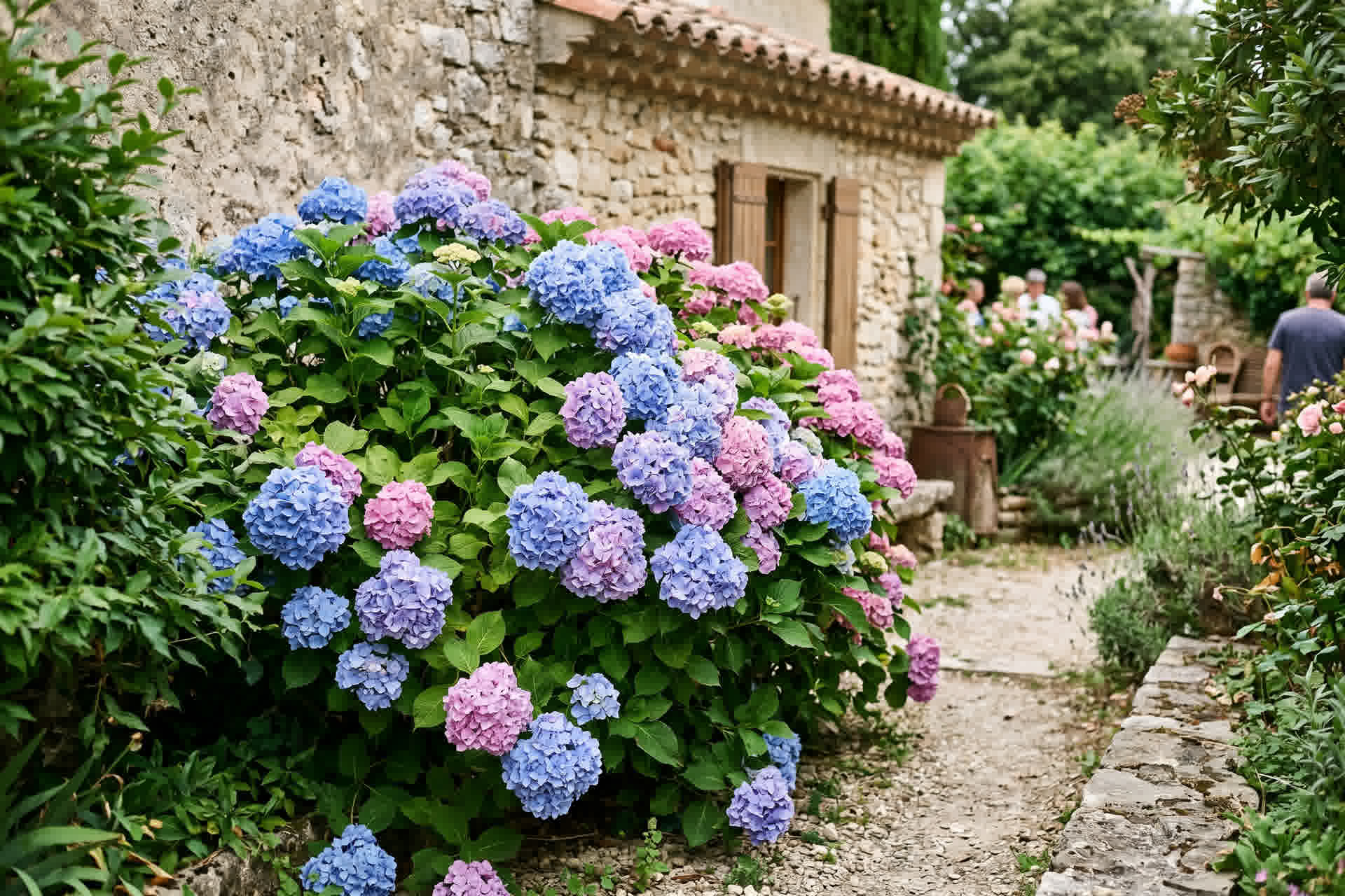 Hortensia en fleurs avec de gros bouquets bleus ou roses dans un jardin français