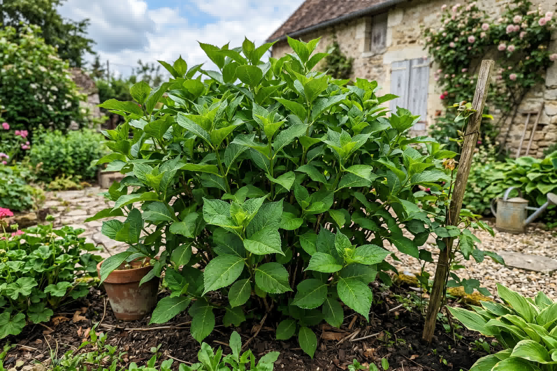 Grand buisson d'hortensia vert avec beaucoup de feuilles mais aucune fleur dans un jardin français