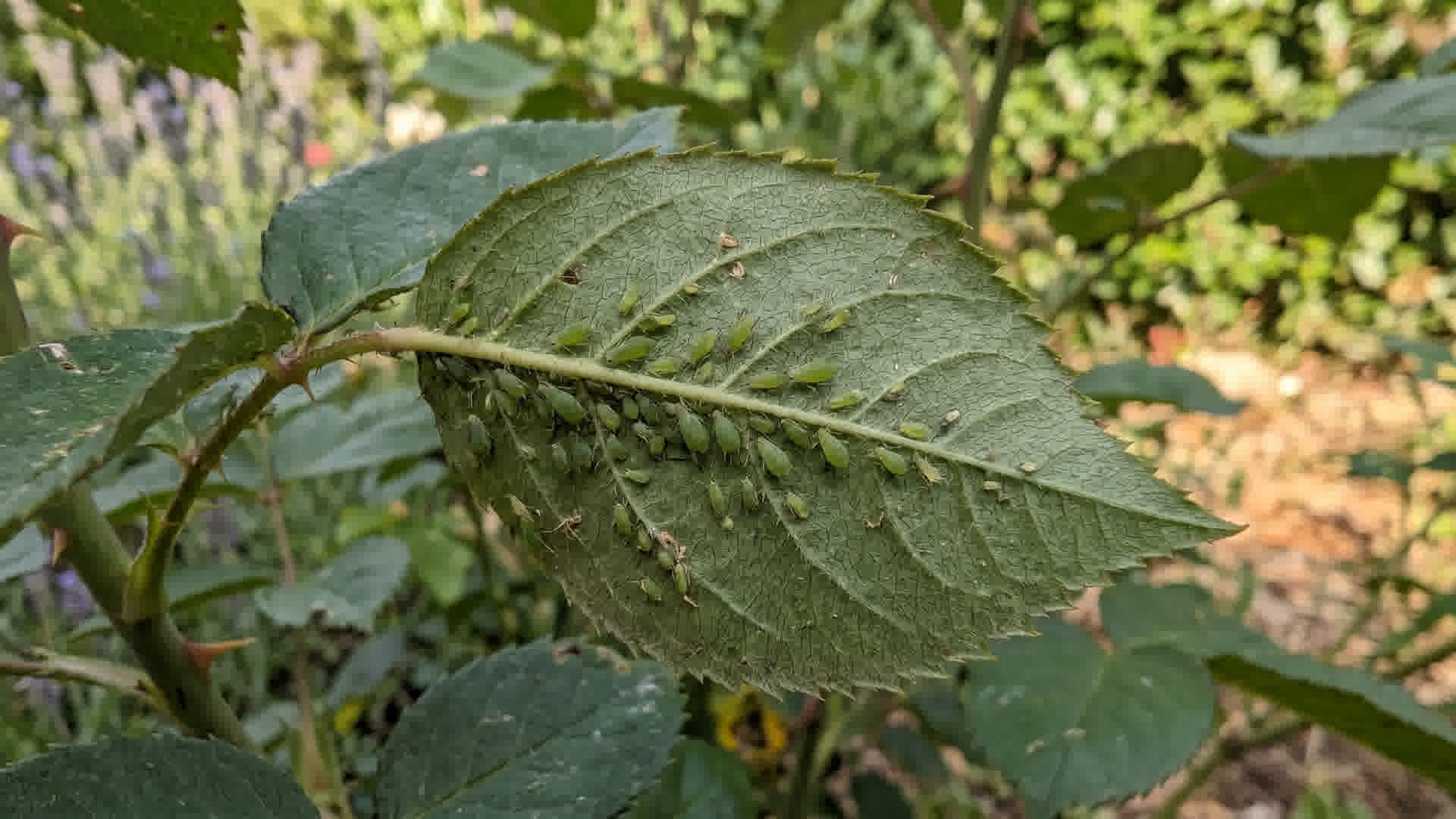 Pucerons verts visibles sous les feuilles d'un plant de légumes dans un jardin français