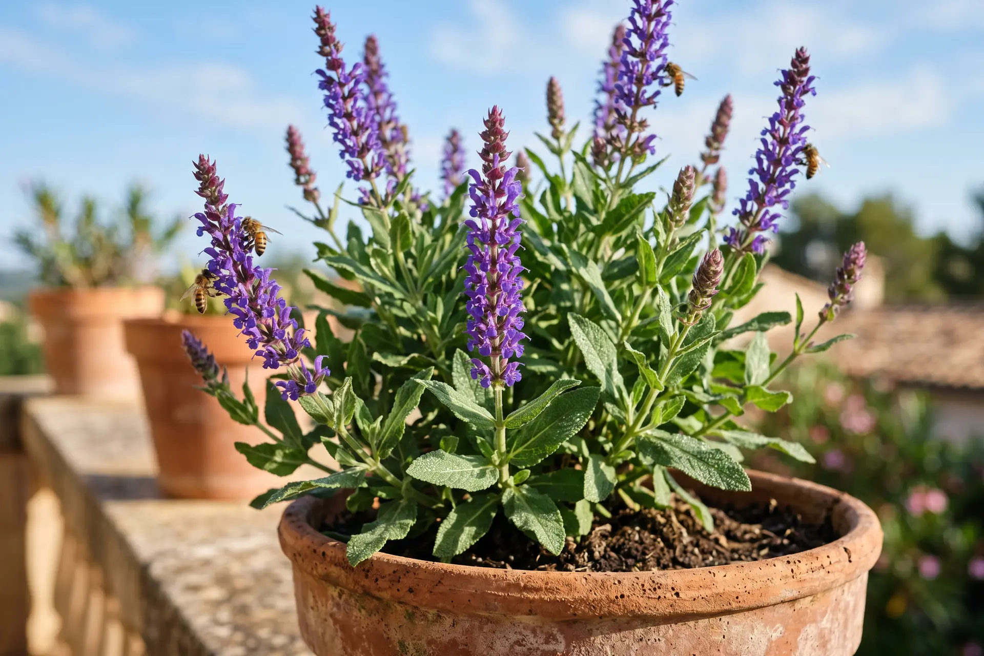 Gros plan sur une sauge ornementale (Salvia nemorosa) en pleine floraison, épis de fleurs bleu-violet, feuillage vert argenté aromatique, pot de terre cuite, lumière matinale chaude