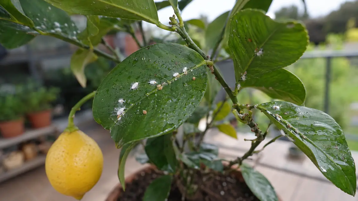 Feuilles brillantes et collantes d’un citronnier portant quelques cochenilles